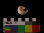 L_V23d6241 A7q1034.1 U829 dM shell f365
